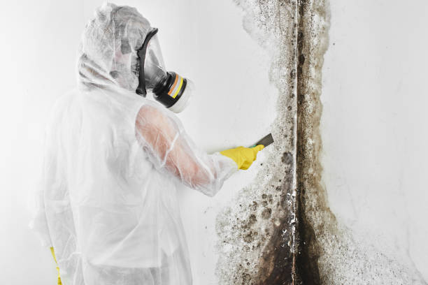 Best Basement Mold Remediation in Thomasville, AL