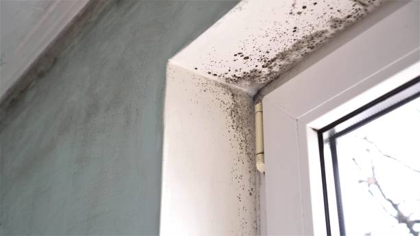 Best Mold Testing and Inspection Services in Thomasville, AL