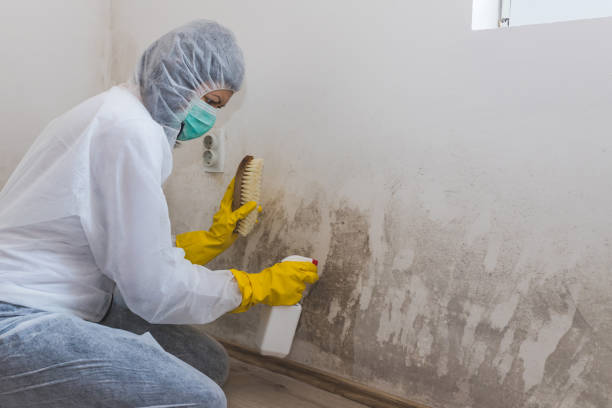 Best Mold Testing and Inspection Services in Thomasville, AL