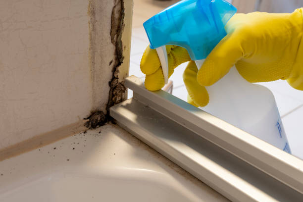 Professional Mold Remediation in Thomasville, AL