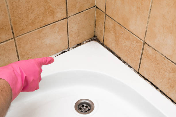 Best Kitchen Mold Remediation in Thomasville, AL
